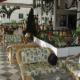 Barcelo Langosta Beach Hotel Picture 