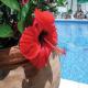 Temi Hotel Picture 
