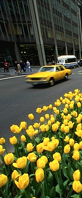New York in Spring with the daffodils out